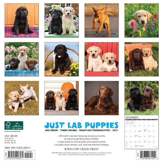 2025 Just Lab Puppies Wall Calendar Wall Calendars Michaels